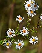 Symphyotrichum racemosum thumbnail