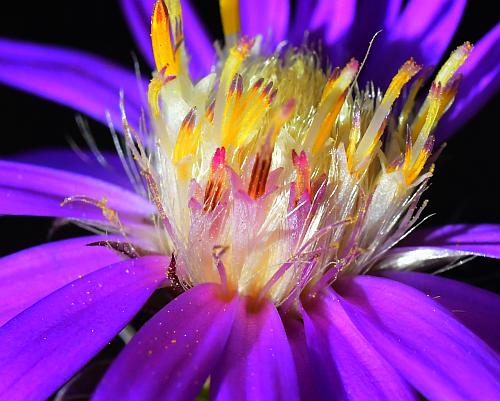 Symphyotrichum_sericeum_florets.jpg