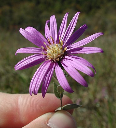 Symphyotrichum_sericeum_flowers.jpg