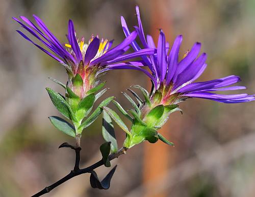 Symphyotrichum_sericeum_heads.jpg