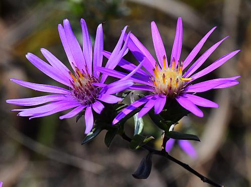 Symphyotrichum_sericeum_inflorescence.jpg