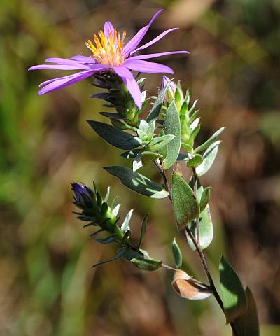 Symphyotrichum_sericeum_inflorescence2.jpg