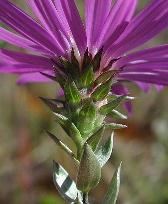 Symphyotrichum_sericeum_involucre.jpg