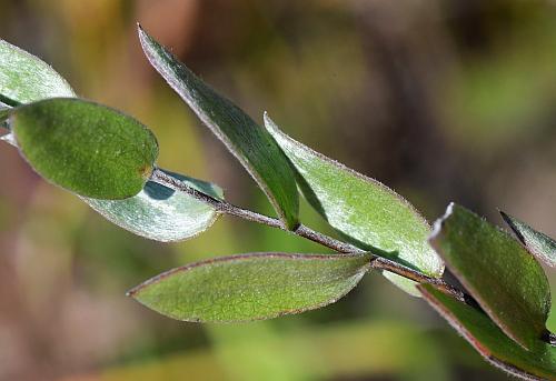 Symphyotrichum_sericeum_leaves1.jpg