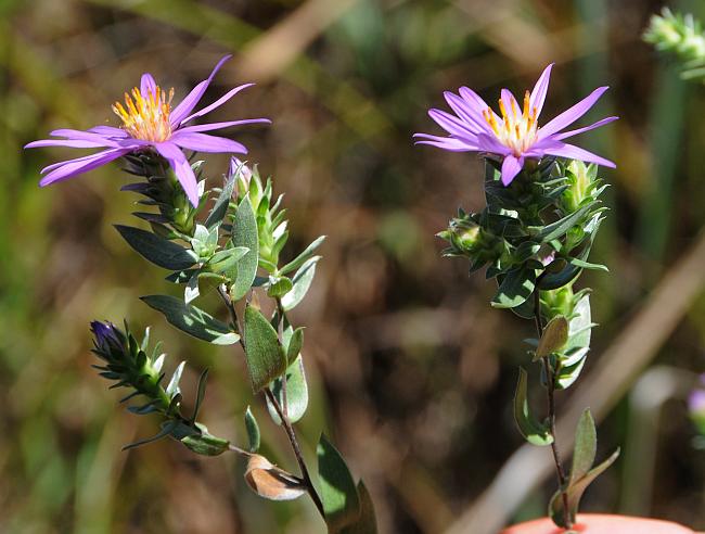 Symphyotrichum_sericeum_plant.jpg