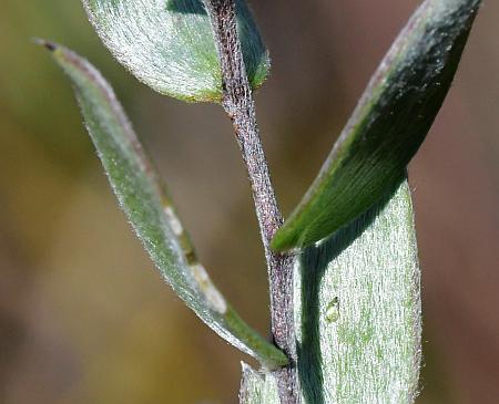 Symphyotrichum_sericeum_stem.jpg