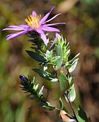 Symphyotrichum sericeum thumbnail