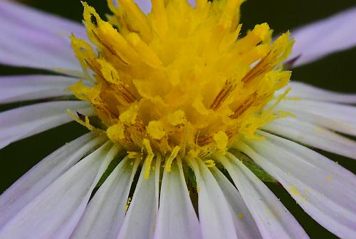 Symphyotrichum_subulatum_florets.jpg