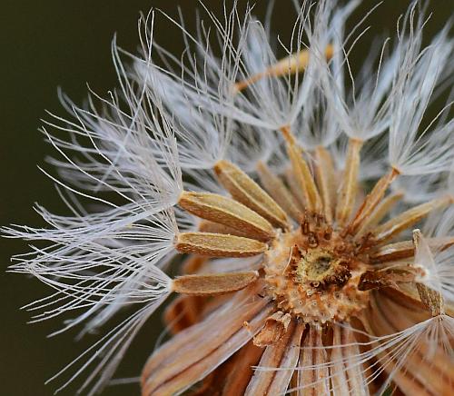 Symphyotrichum_subulatum_fruits.jpg