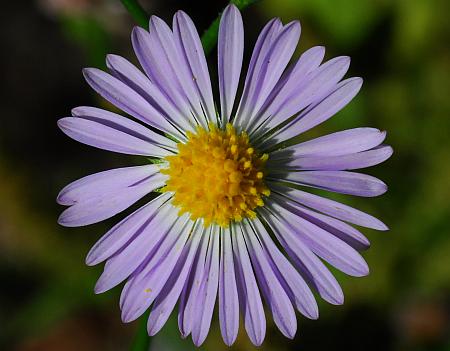 Symphyotrichum_subulatum_head.jpg