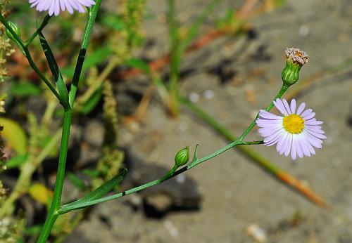 Symphyotrichum_subulatum_inflorescence.jpg