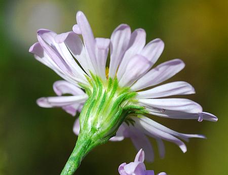 Symphyotrichum_subulatum_involucre.jpg