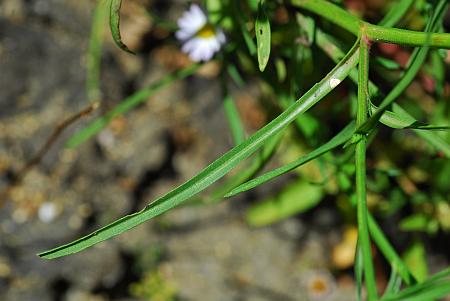 Symphyotrichum_subulatum_leaf1.jpg