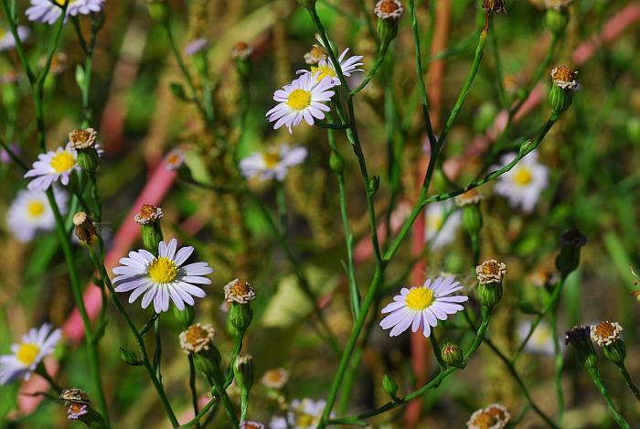 Symphyotrichum_subulatum_plant.jpg