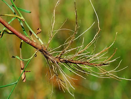 Symphyotrichum_subulatum_roots.jpg