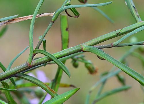 Symphyotrichum_subulatum_stem.jpg