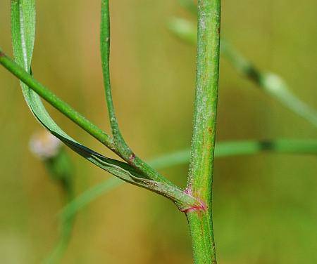 Symphyotrichum_subulatum_stem1.jpg