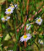 Symphyotrichum subulatum thumbnail