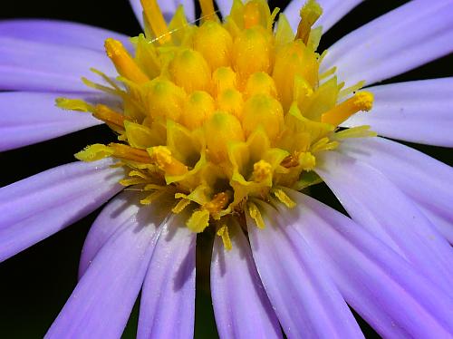 Symphyotrichum_turbinellum_florets.jpg