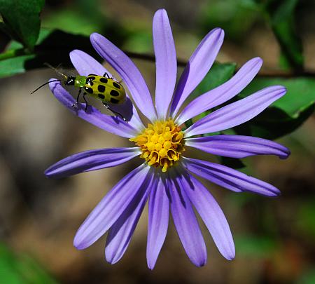 Symphyotrichum_turbinellum_head.jpg