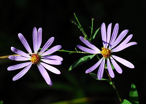 Symphyotrichum_turbinellum_head2.jpg