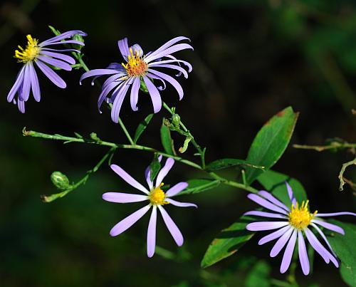 Symphyotrichum_turbinellum_inflorescence.jpg