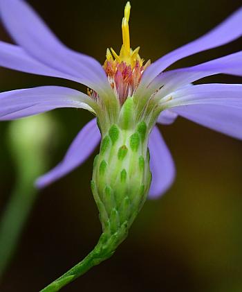 Symphyotrichum_turbinellum_involucre.jpg