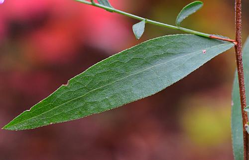 Symphyotrichum_turbinellum_leaf1.jpg