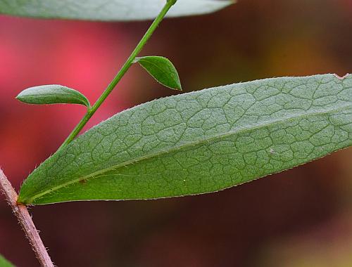 Symphyotrichum_turbinellum_leaf2.jpg