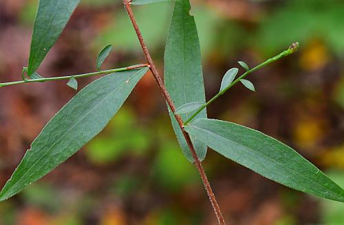 Symphyotrichum_turbinellum_leaves.jpg