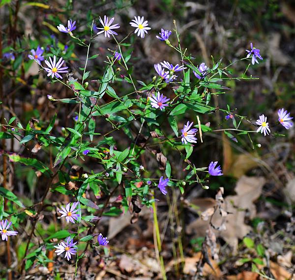 Symphyotrichum_turbinellum_plant.jpg