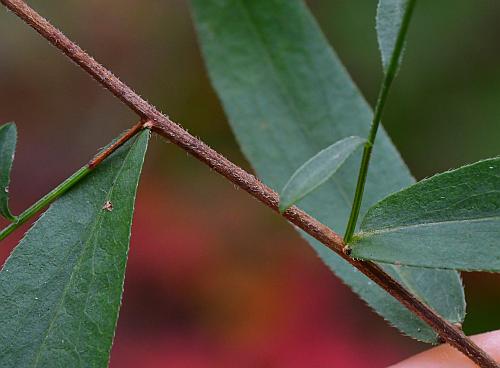 Symphyotrichum_turbinellum_stem.jpg