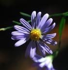 Symphyotrichum turbinellum thumbnail