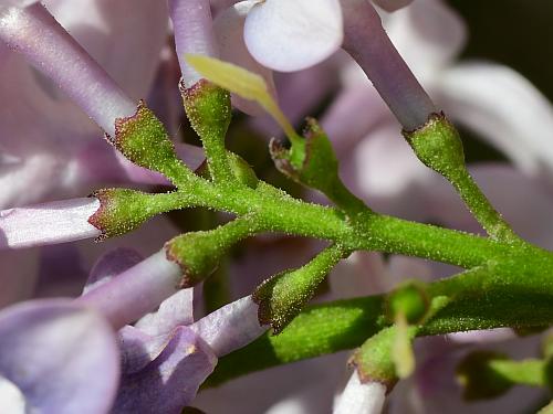 Syringa_vulgaris_calyces.jpg