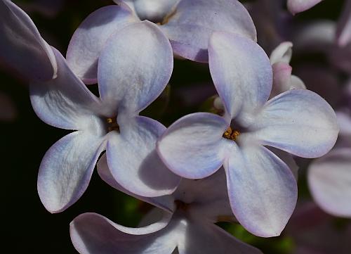 Syringa_vulgaris_corollas.jpg