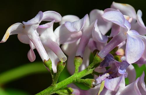 Syringa_vulgaris_flowers2.jpg