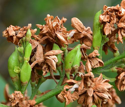 Syringa_vulgaris_fruits.jpg