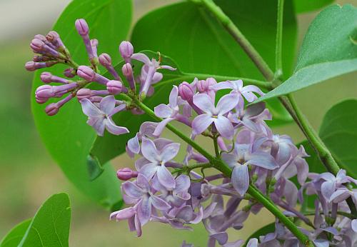 Syringa_vulgaris_inflorescence.jpg