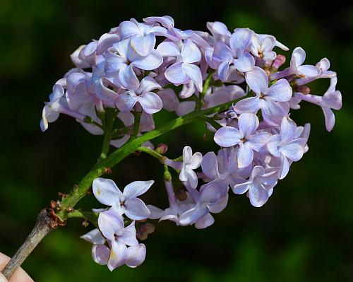 Syringa_vulgaris_inflorescence2.jpg