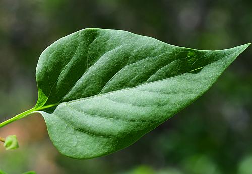 Syringa_vulgaris_leaf1.jpg