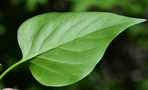 Syringa_vulgaris_leaf2.jpg