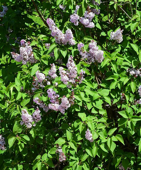 Syringa_vulgaris_plant.jpg