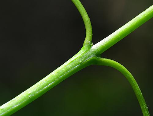 Syringa_vulgaris_stem.jpg