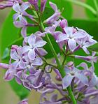 Syringa vulgaris thumbnail