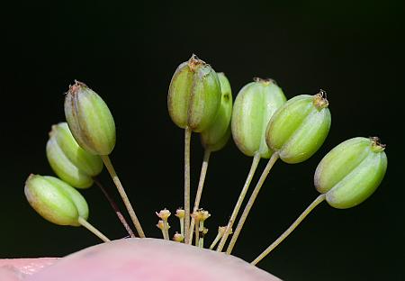 Taenidia_integerrima_fruits.jpg