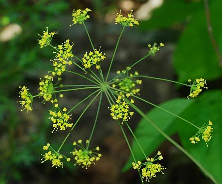 Taenidia_integerrima_inflorescence.jpg