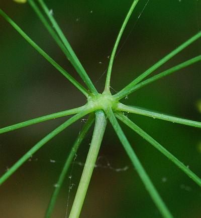 Taenidia_integerrima_inflorescence2.jpg