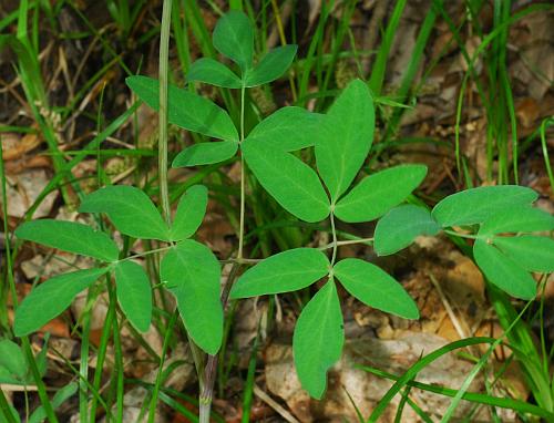 Taenidia_integerrima_leaf1.jpg