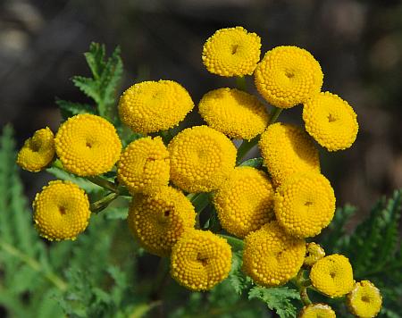 Tanacetum_vulgare_heads.jpg