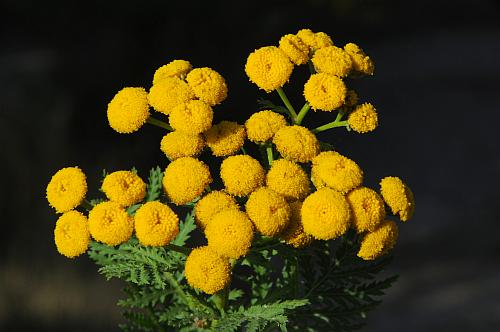 Tanacetum_vulgare_inflorescence.jpg